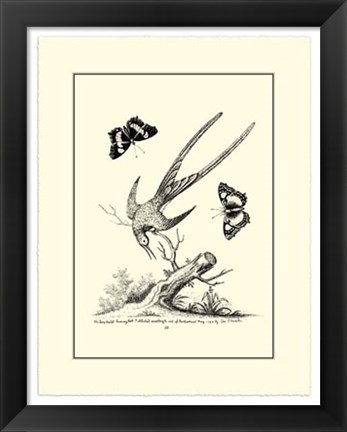 Framed B&amp;W Longtailed Hummingbird  (1742) Print