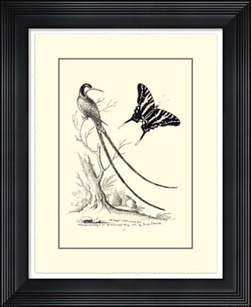 Framed B&amp;W Long. Tailed Hummingbird (1742) Print