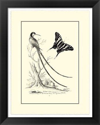 Framed B&amp;W Long. Tailed Hummingbird (1742) Print