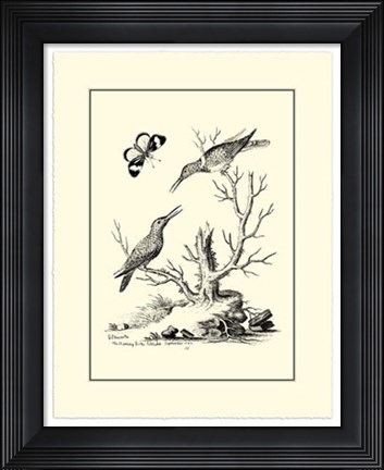 Framed B&amp;W The Hummingbirds (1742) Print