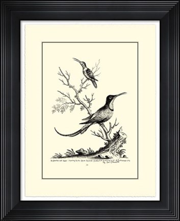 Framed B&amp;W Grt. &amp; Less. Hummingbird (1742) Print
