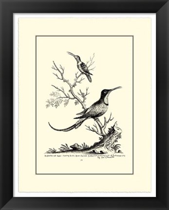Framed B&amp;W Grt. &amp; Less. Hummingbird (1742) Print