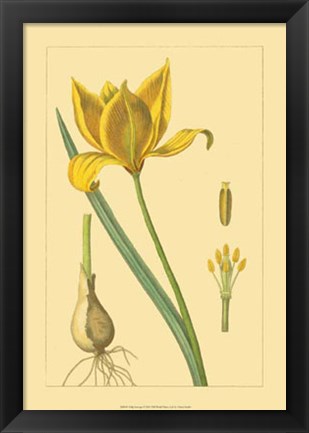 Framed Tulipe Sauvage Print