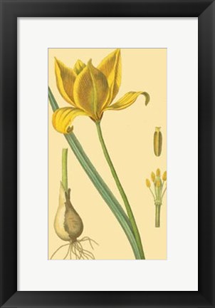 Framed Tulipe Sauvage Print
