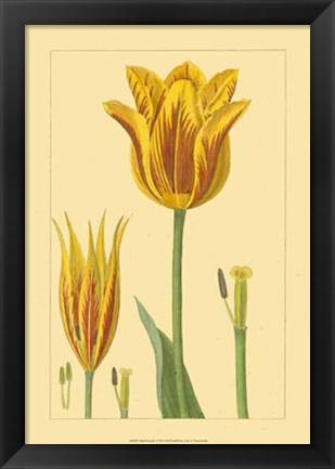 Framed Tulipe Bossuelle Print
