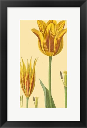 Framed Tulipe Bossuelle Print