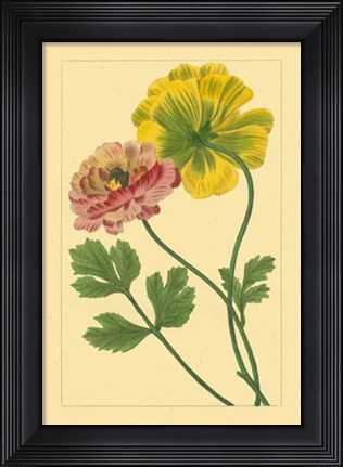 Framed Ranunculus I Print
