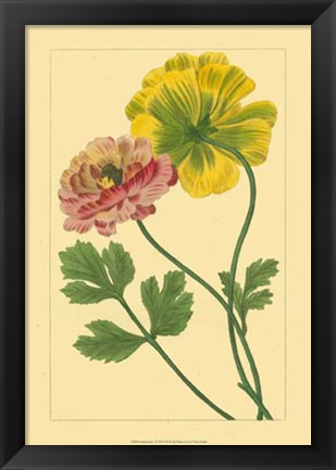 Framed Ranunculus I Print