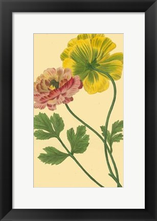 Framed Ranunculus I Print