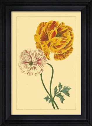 Framed Ranunculus II Print