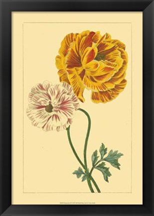 Framed Ranunculus II Print