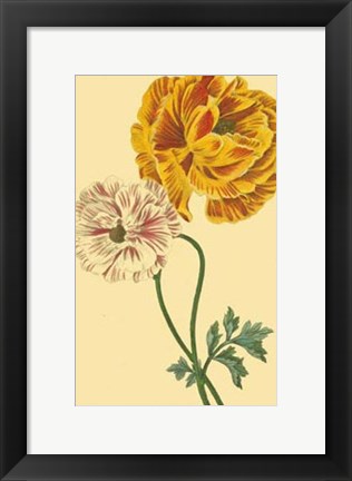 Framed Ranunculus II Print