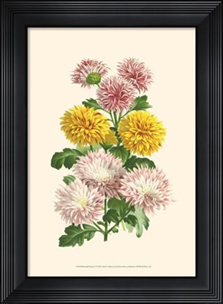 Framed Bountiful Bouquet V Print