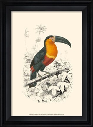 Framed Birds of Costa Rica I Print