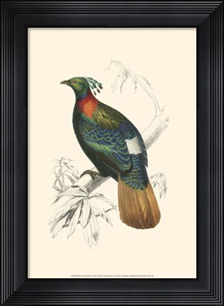 Framed Birds of Costa Rica II Print