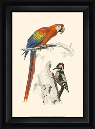 Framed Birds of Costa Rica III Print