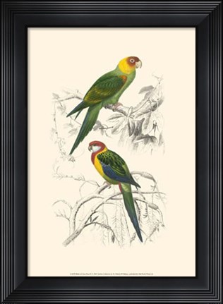 Framed Birds of Costa Rica IV Print