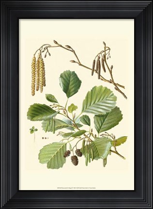 Framed Pinecones &amp; Foliage II Print