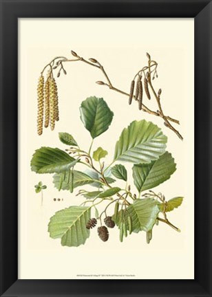 Framed Pinecones &amp; Foliage II Print