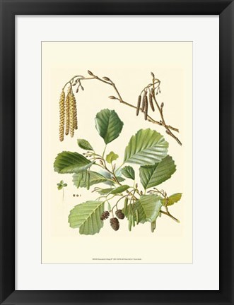 Framed Pinecones &amp; Foliage II Print