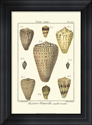 Framed Cone Shells, Pl. 333 Print