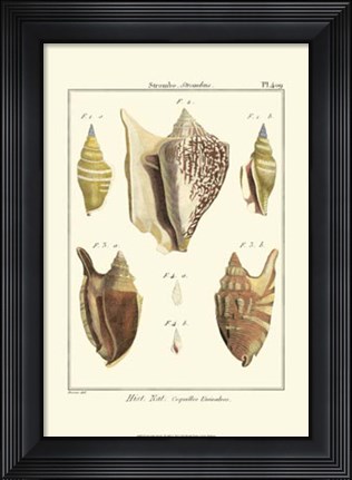 Framed Strombe Shells, Pl. 409 Print