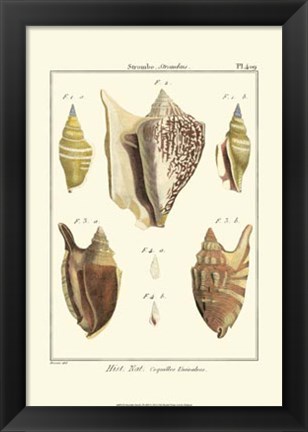 Framed Strombe Shells, Pl. 409 Print