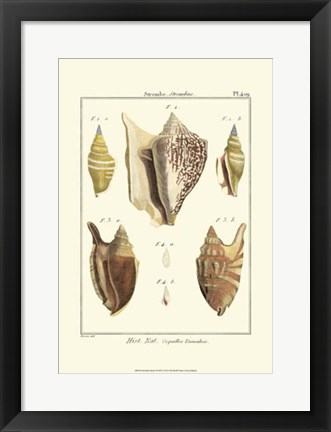 Framed Strombe Shells, Pl. 409 Print