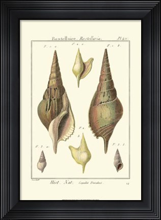 Framed Rostellaire Shells, Pl. 411 Print