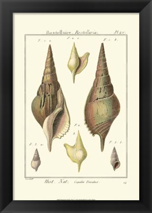 Framed Rostellaire Shells, Pl. 411 Print