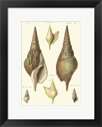 Framed Rostellaire Shells, Pl. 411 Print
