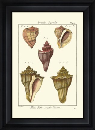 Framed Pyrule Shells, Pl. 434 Print