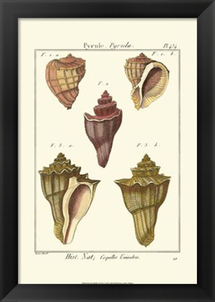 Framed Pyrule Shells, Pl. 434 Print