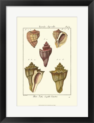 Framed Pyrule Shells, Pl. 434 Print