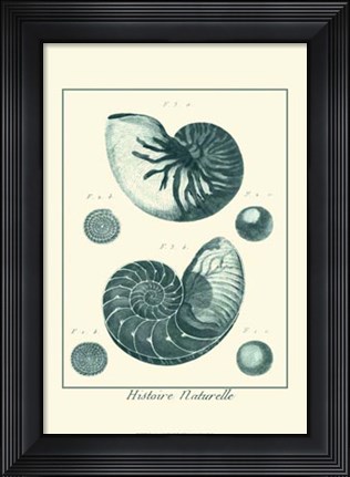 Framed Shells in Aqua I Print