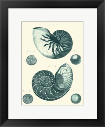 Framed Shells in Aqua I Print