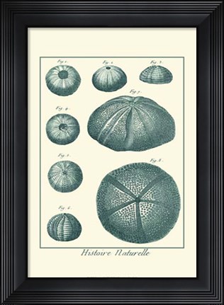Framed Shells in Aqua II Print