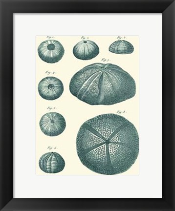 Framed Shells in Aqua II Print