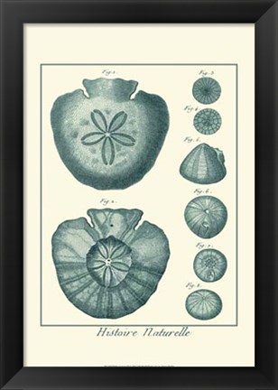 Framed Shells in Aqua III Print