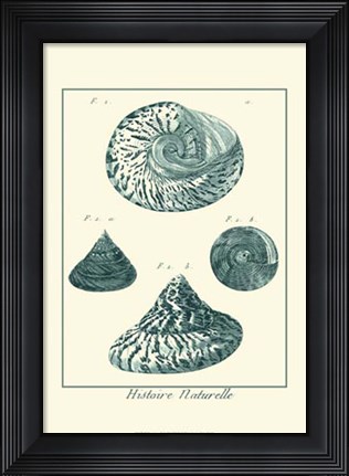 Framed Shells in Aqua IV Print