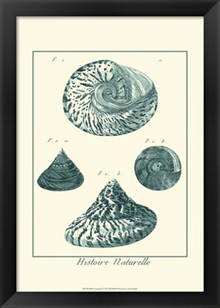 Framed Shells in Aqua IV Print