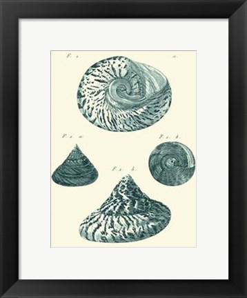 Framed Shells in Aqua IV Print