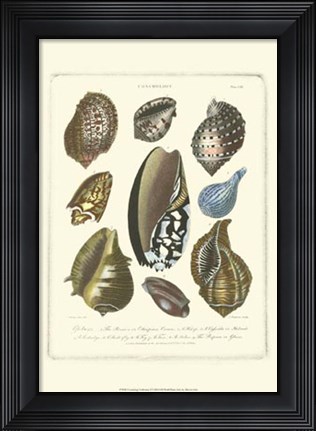 Framed Conchology Collection II Print