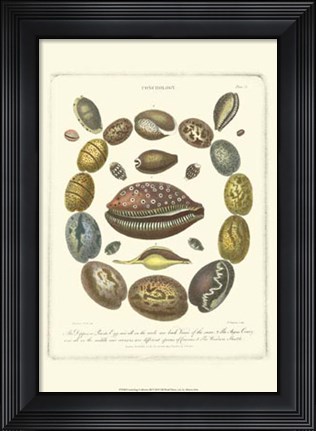 Framed Conchology Collection III Print