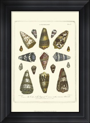 Framed Conchology Collection IV Print