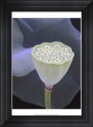 Framed Lotus Detail IX Print