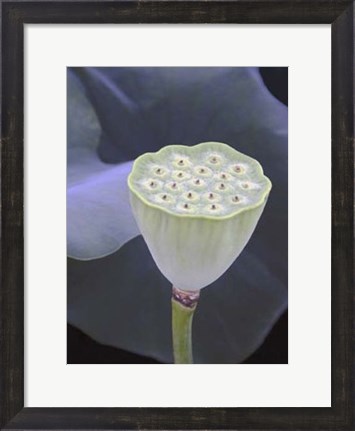 Framed Lotus Detail IX Print