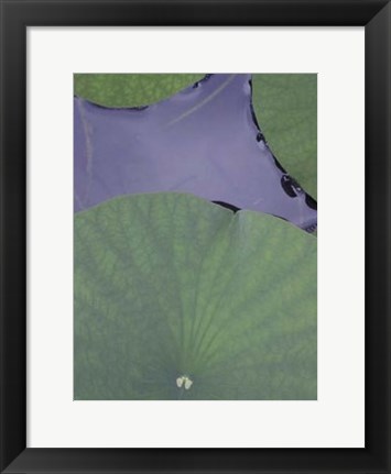 Framed Lotus Detail X Print