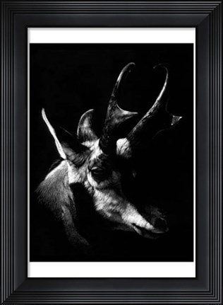 Framed Wildlife Scratchboards II Print
