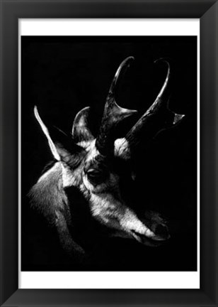 Framed Wildlife Scratchboards II Print